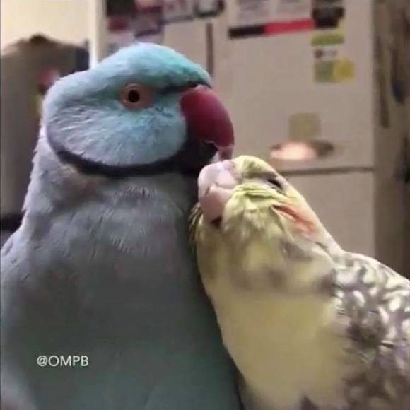 Meet your Posher, Casey - Picture 1 of 1